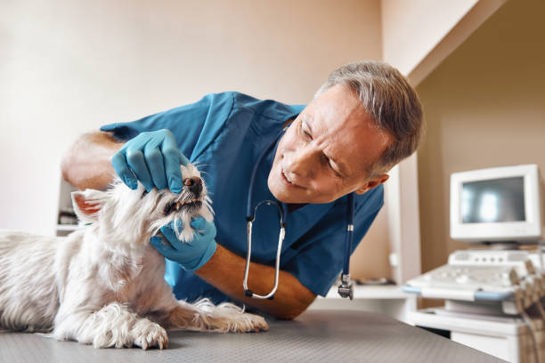 Best Urgent Dental Care in Fkville, AL